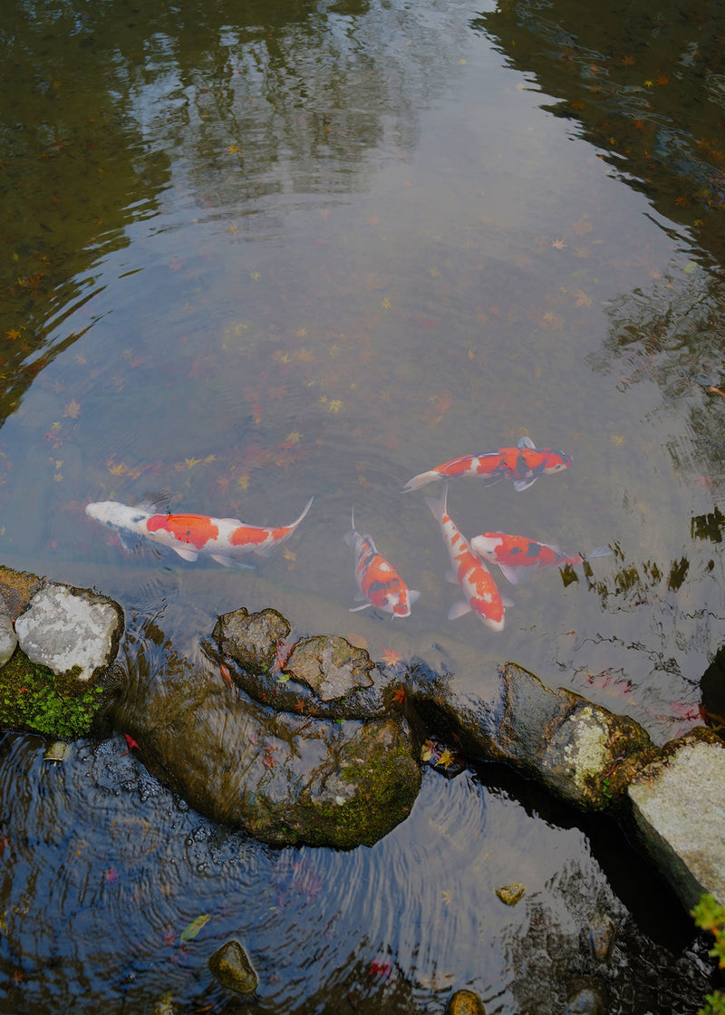 Koi fish swimming in a pond with rocks and water reflections