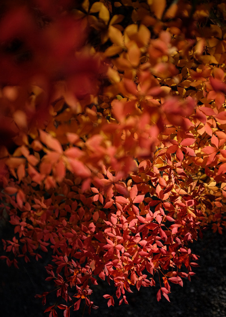 Close-up of pink and red flowers with a dark background in kyoto