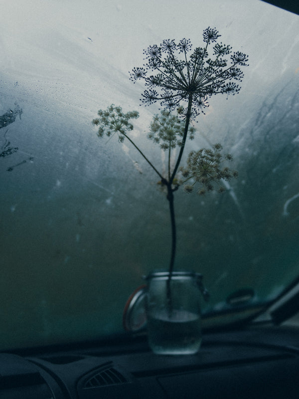 A photo of a flower inside a car interior on a frosty morning