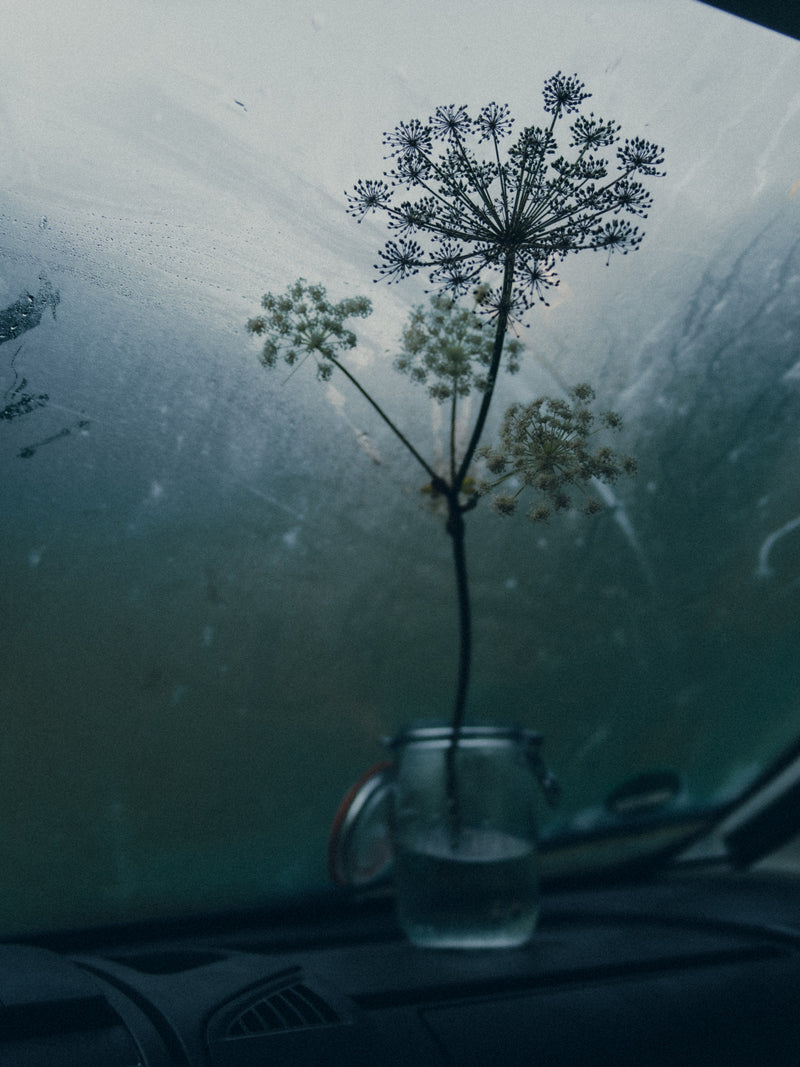 A photo of a flower inside a car interior on a frosty morning