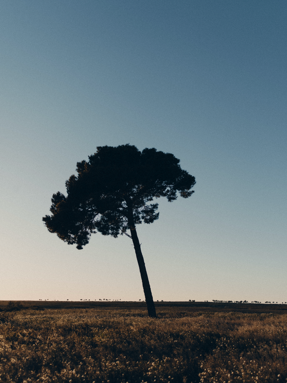 A tree stands alone in a summer field